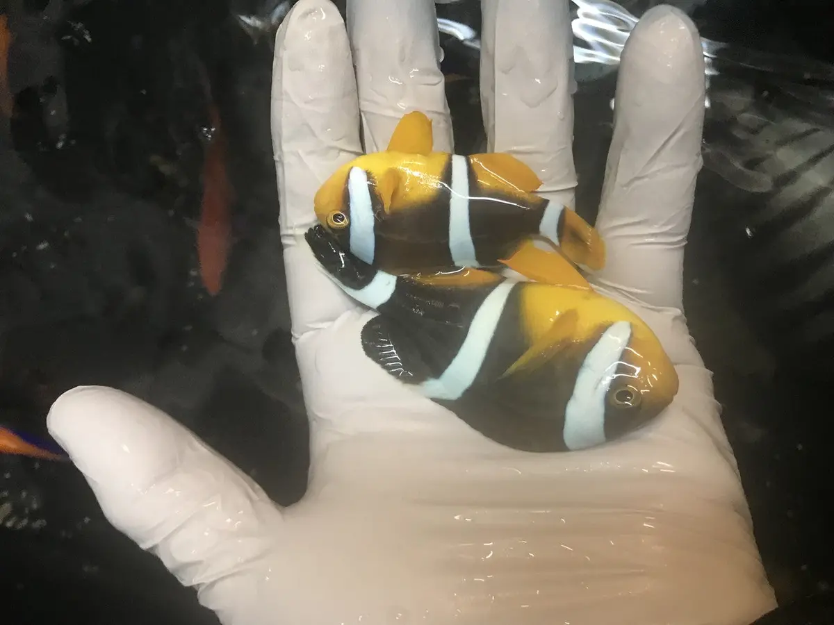 True Mauritius Chrysogaster Clownfish  (Male)/  Amphiprion Chrysogaster 1
