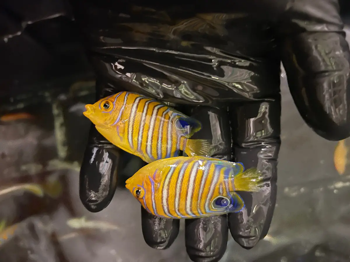 Regal Angel | Pygoplites Diacanthus (True Red Sea)-2-1/2” Juvenile 1