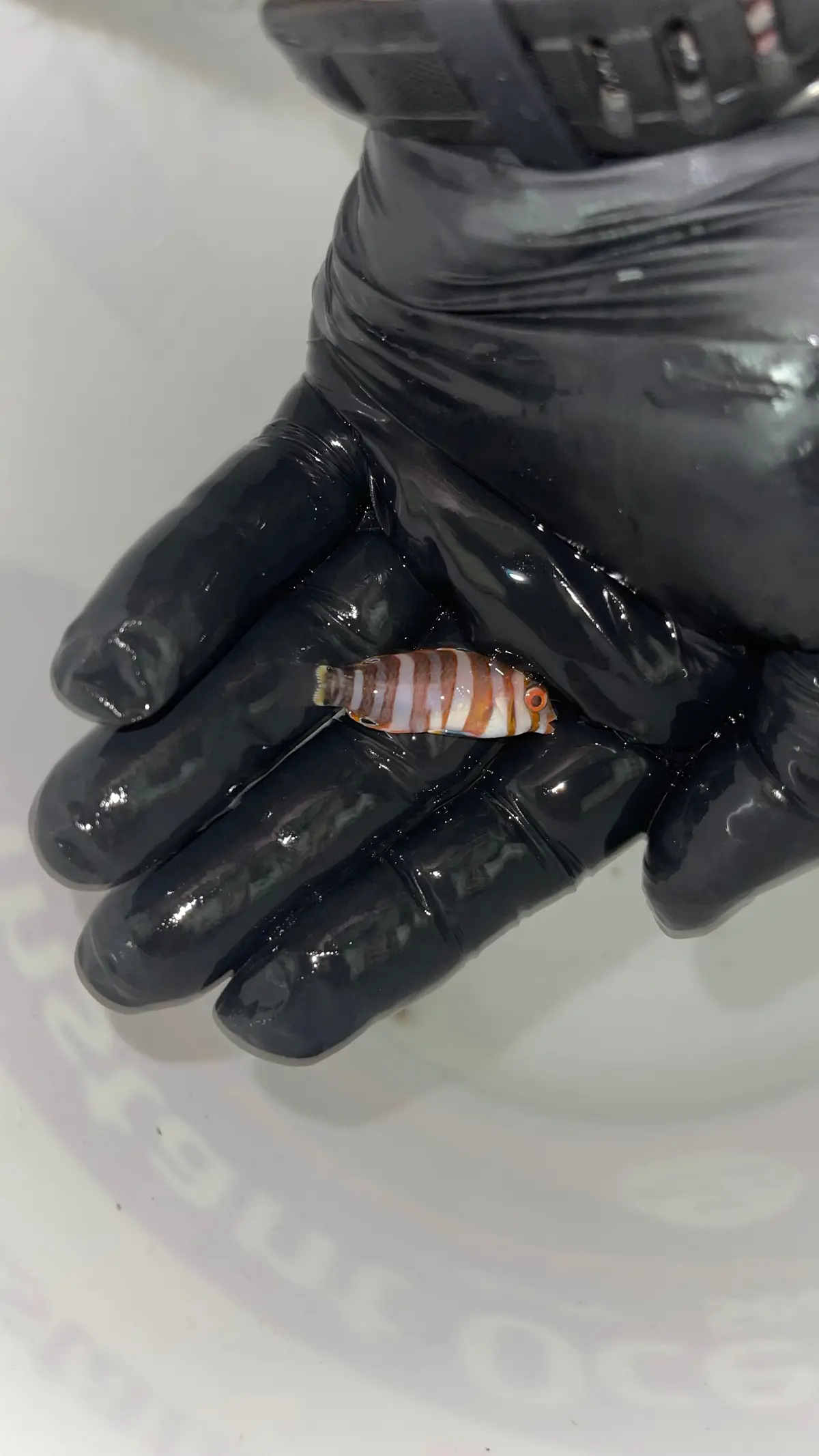 Australian Harlequin Tusk (2" Juv) 1