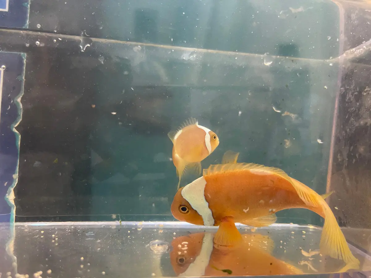 White Bonnet Clownfish - Amphiprion Leucokranos-Wild Caught Female 1