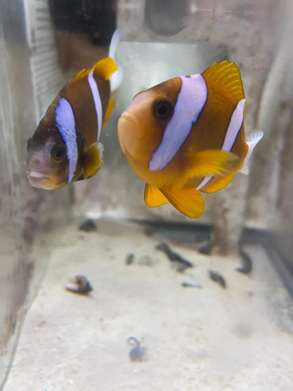 Akindynos Clownfish-Australia (Wild Caught Single Female) 1