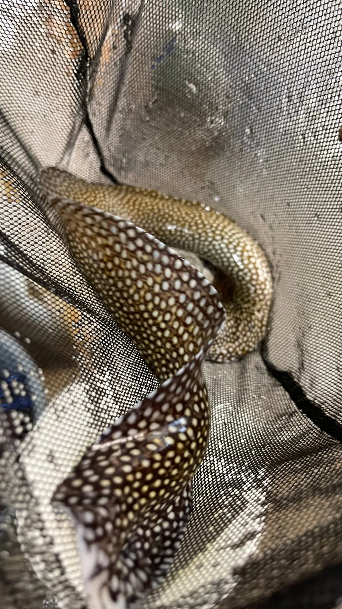 Spotted Moray Eel - Gymnothorax Moringa (15") 1