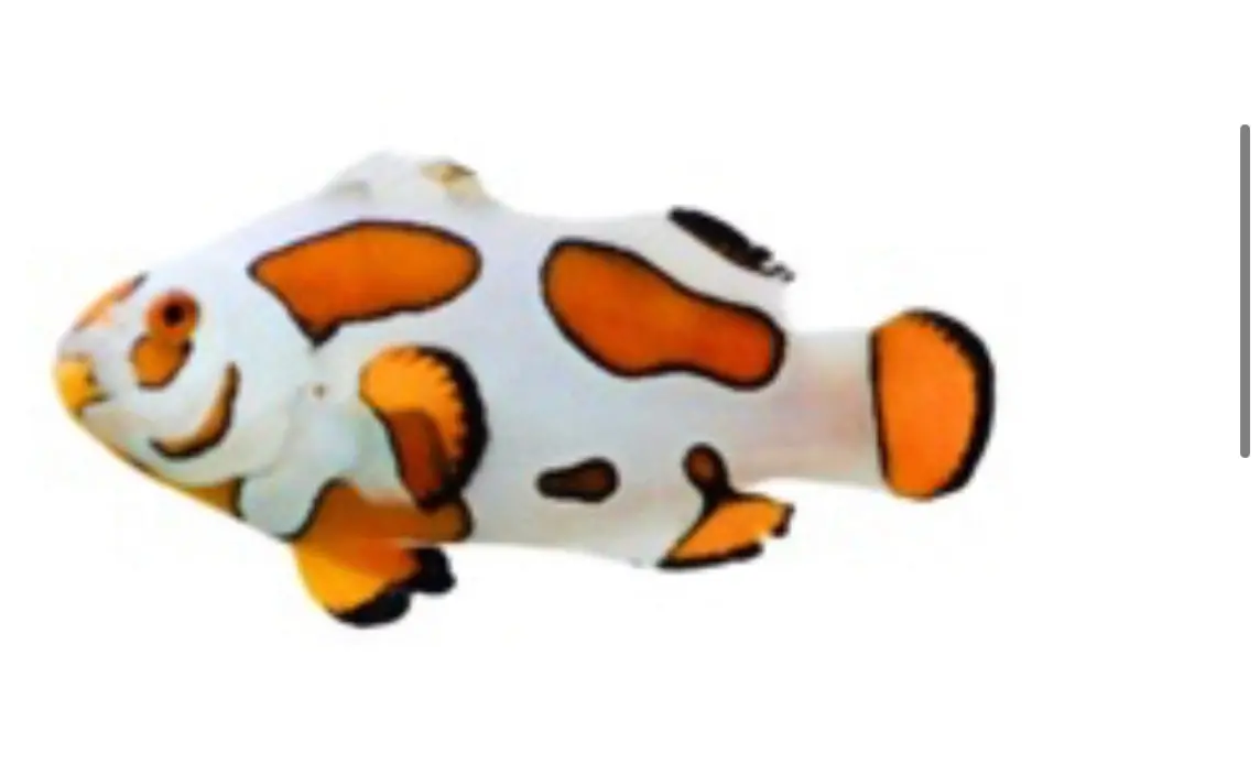 Picasso Storm Clownfish Pair (3-5Cm) 1