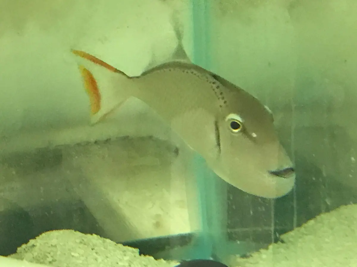 Christmas Island Kiri Trigger-5-6" | Xanthichthys Greenei 1