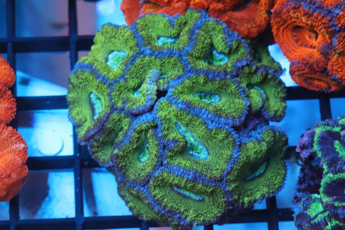 Micromussa Lord Mini Colony (Y) 1