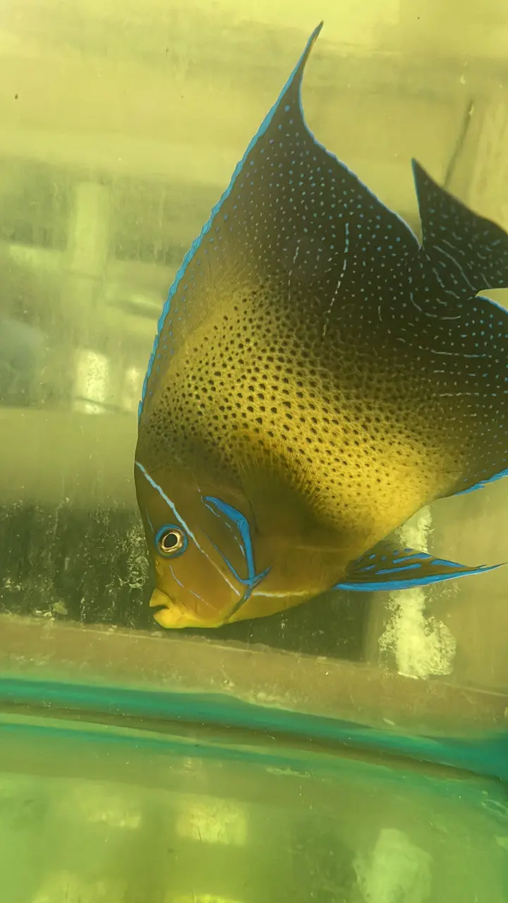 Koran Angelfish-(10-11" Show Size Adult) 1