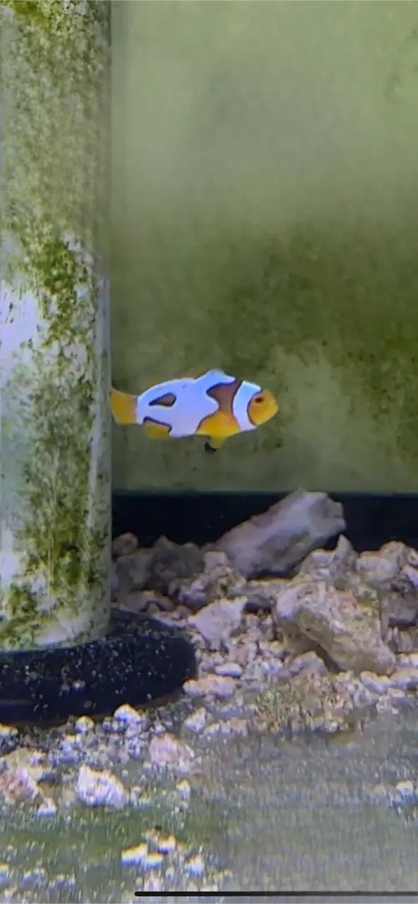 Wc Designer Picasso True Percula Clownfish 1