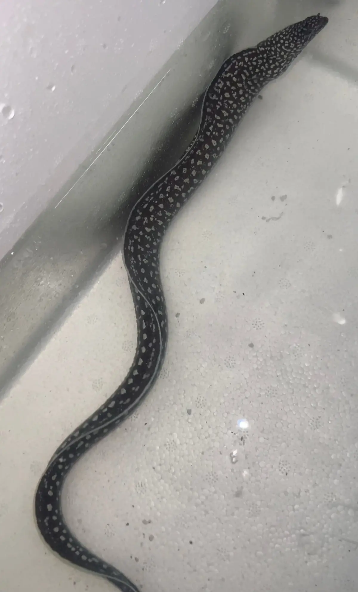 Japanese Garden Eel | Gymnothorax Neglectus (12") 1