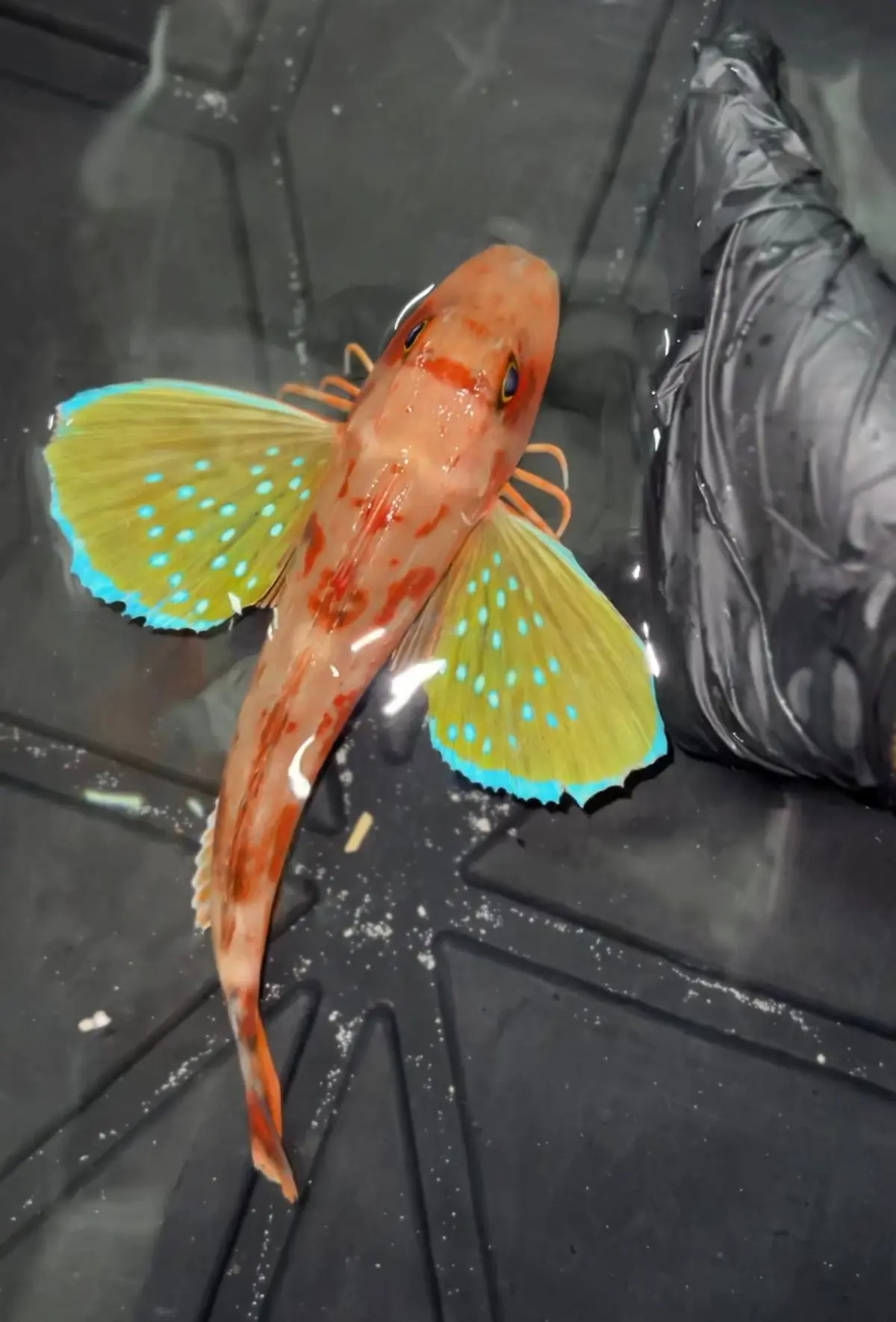 Flying Gunnard | Chelidonichthys Ischyrus 1