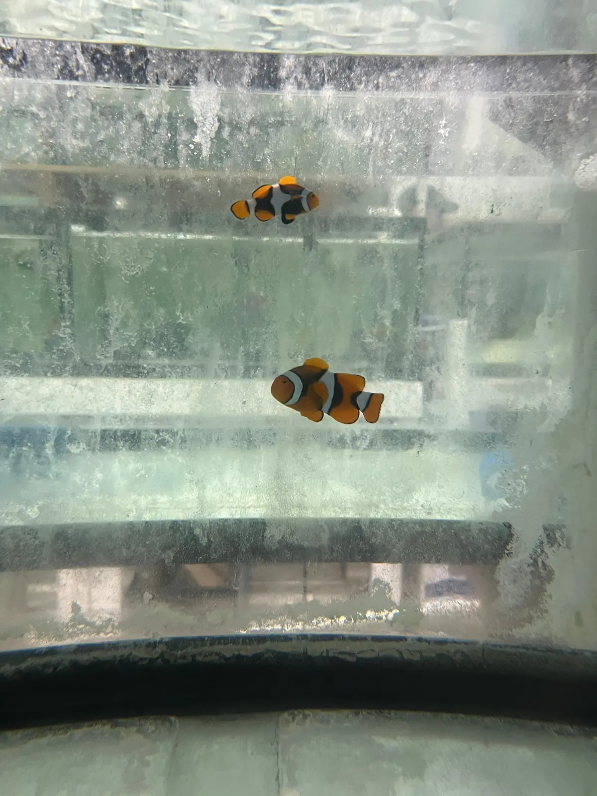 True Percula Clownfish Pairs- #1 3