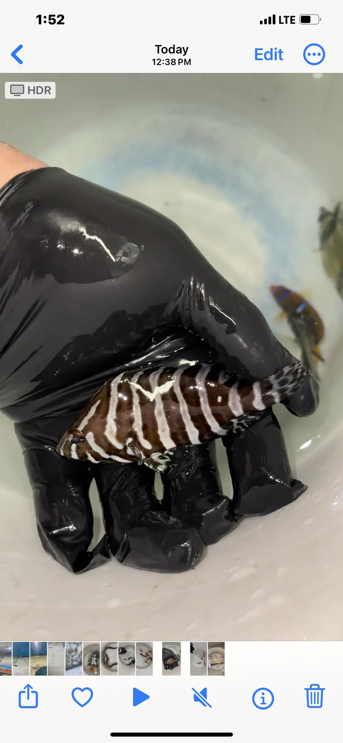 Zebra Grouper | Epinephelus Dermatolepis (3-4") 1