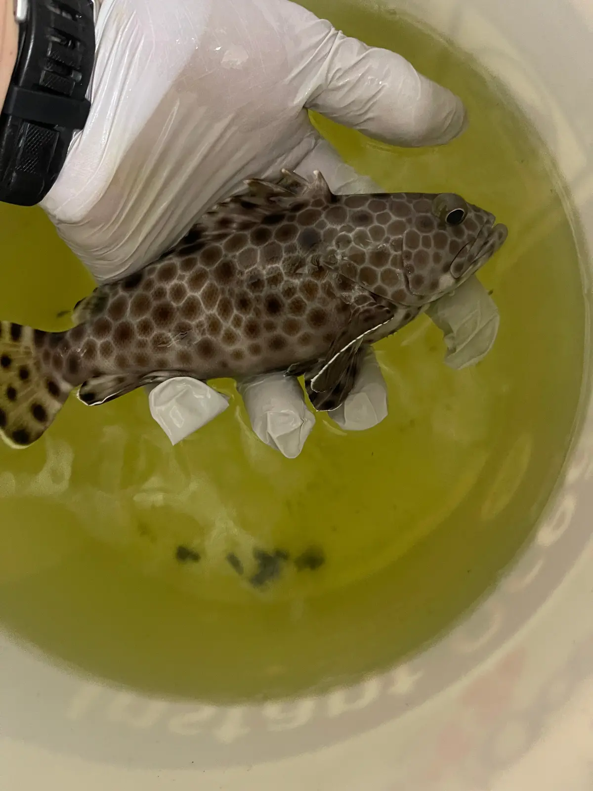 Black Spotted Grouper-10" 1