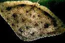 Smooth Butterfly Ray 1