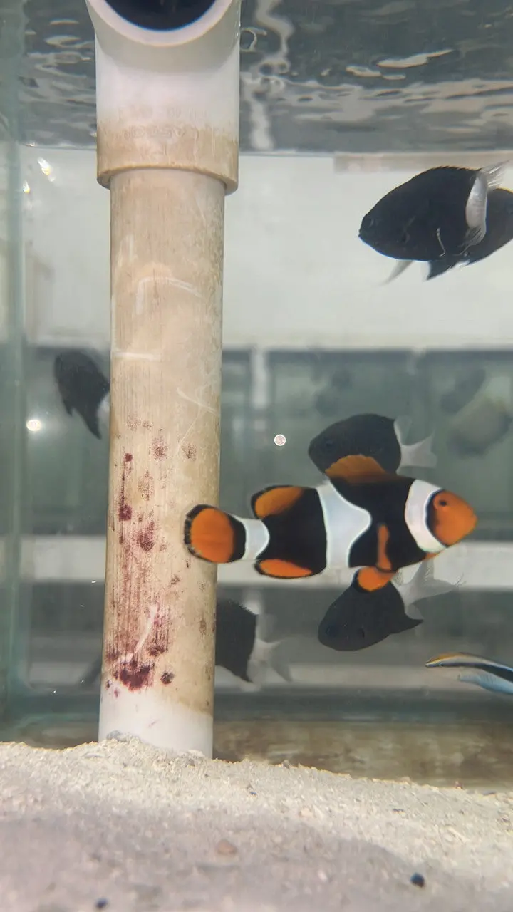True Percula Clownfish-Super Black Single 1