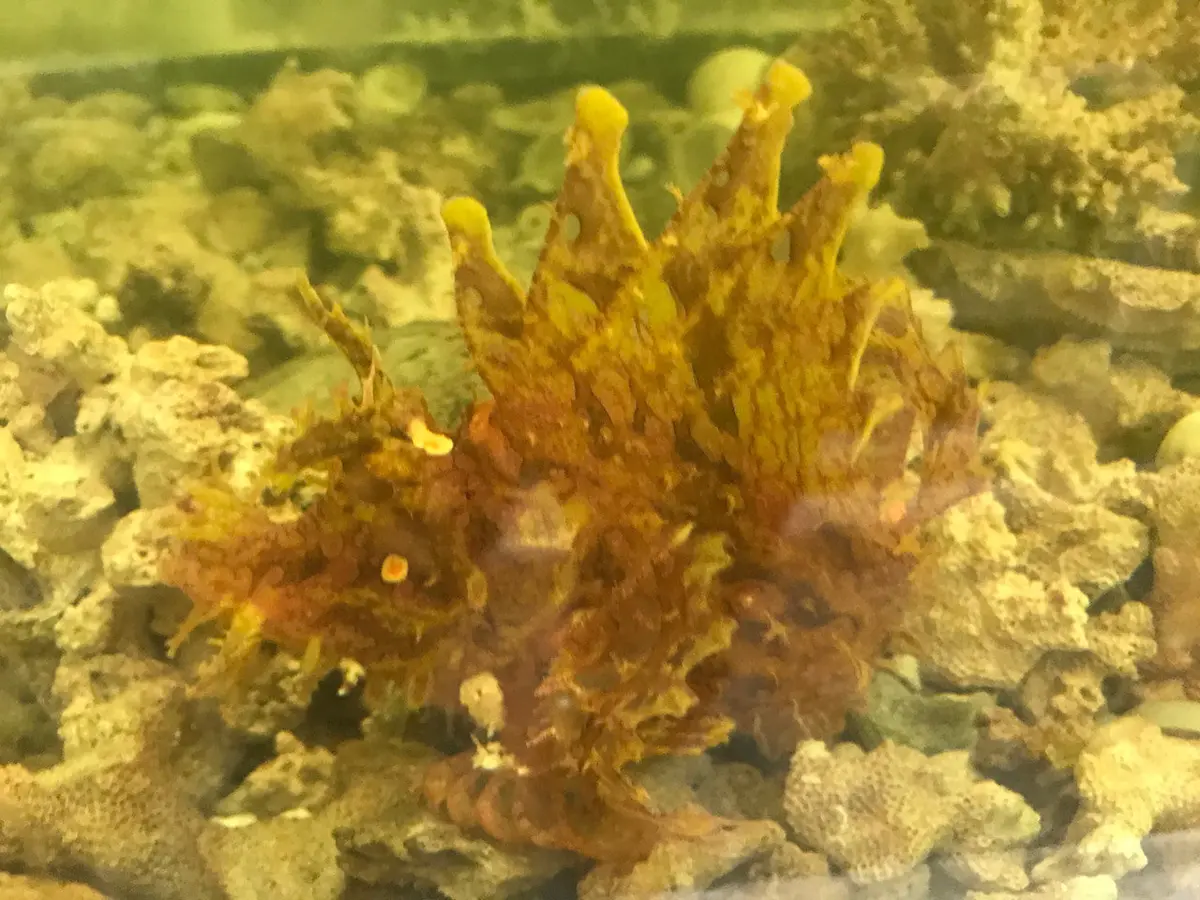Rhinopias Scorpionfish-Purple/Yellow 1