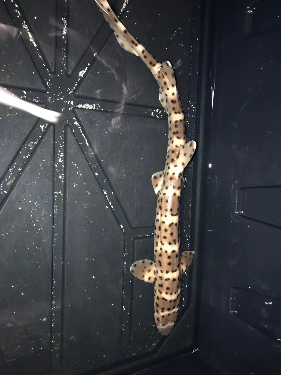 Western Australia Banded Sand Cat Shark (15") 1