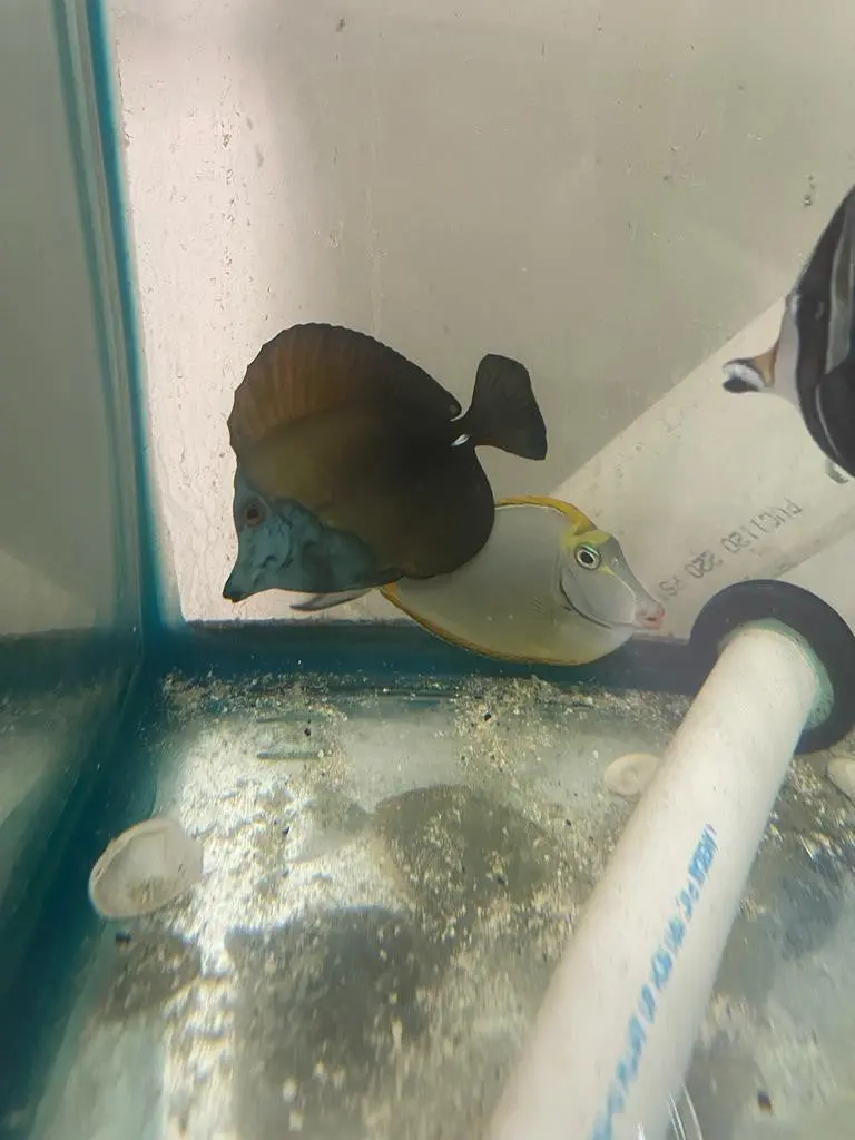 Blue Face Koi Scopas Tang (4-6") 1