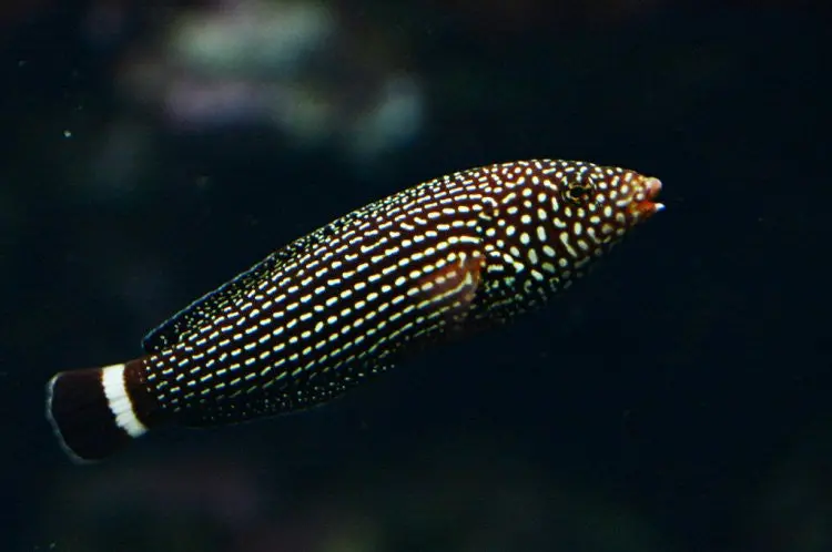 Lined Tamarin Wrasse (2-3") 1