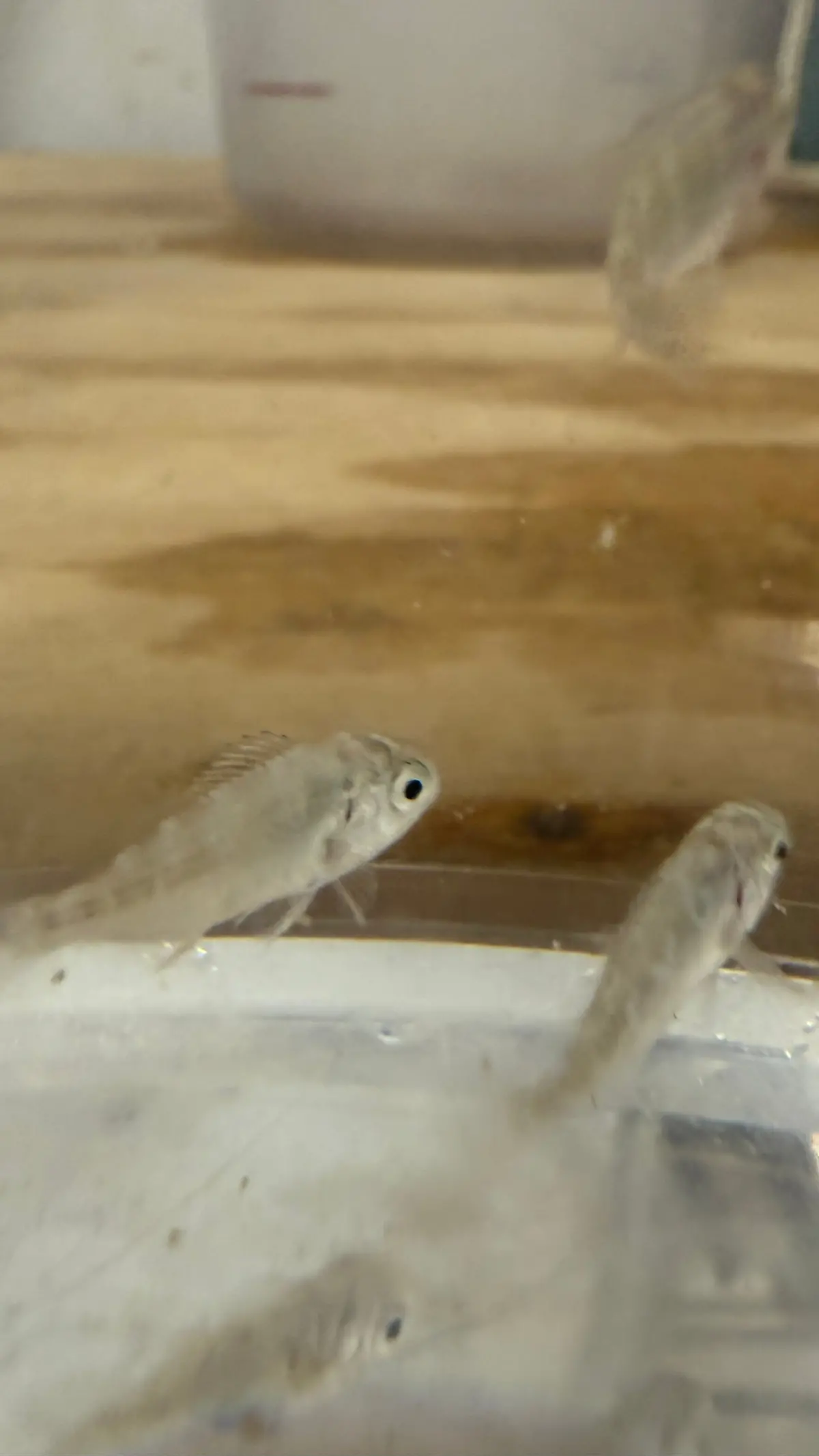 Zebra Fish | Girella Zebra (1") 1