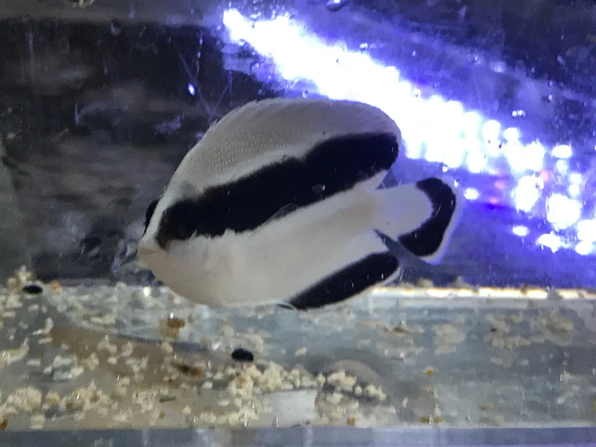Cb Bandit Angelfish 1