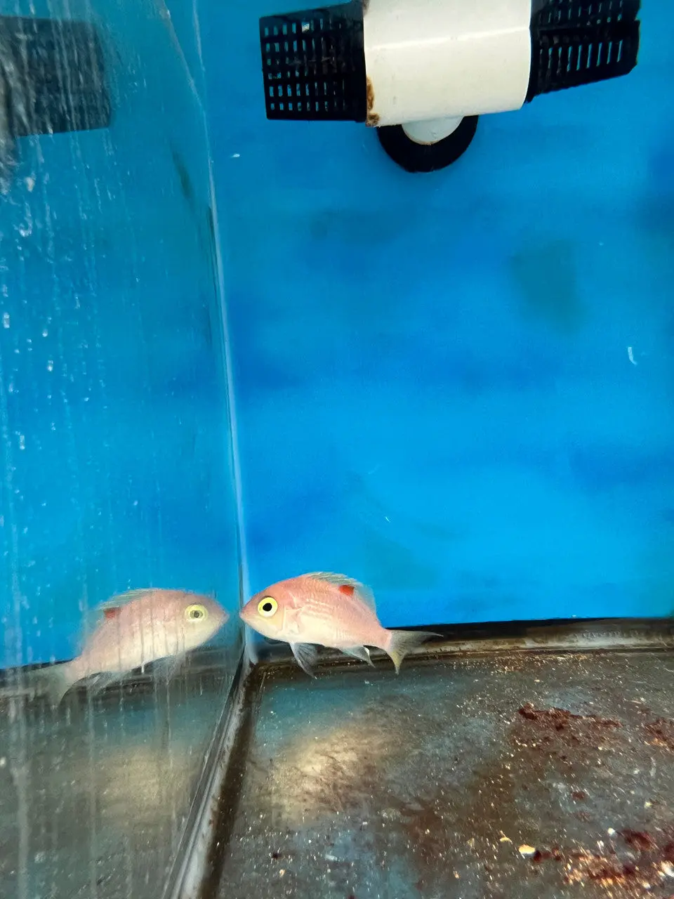 Pearl-Spotted Anthias | Selenanthias Analis (4") Female 1