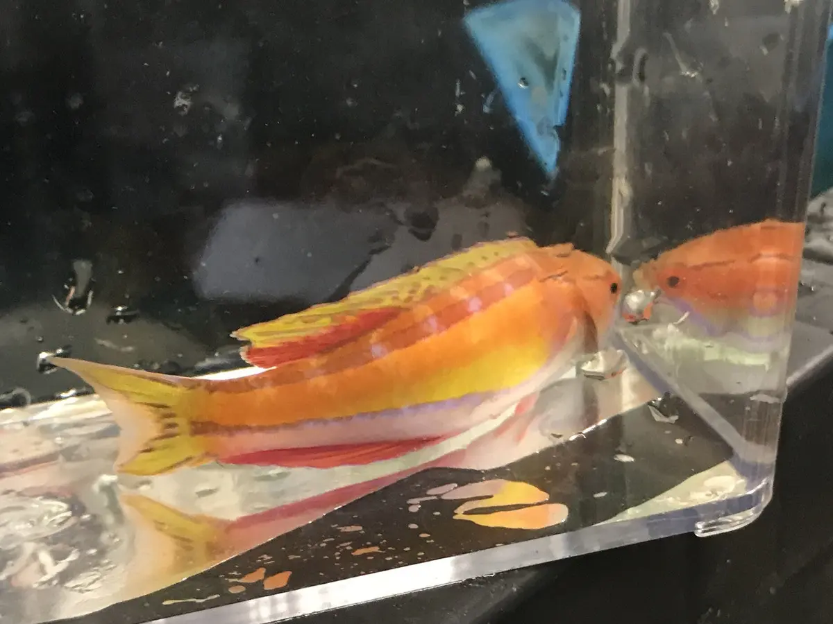Mauritius Flasher Wrasse | Paracheilinus Piscilineatus (4" Supermale) 1