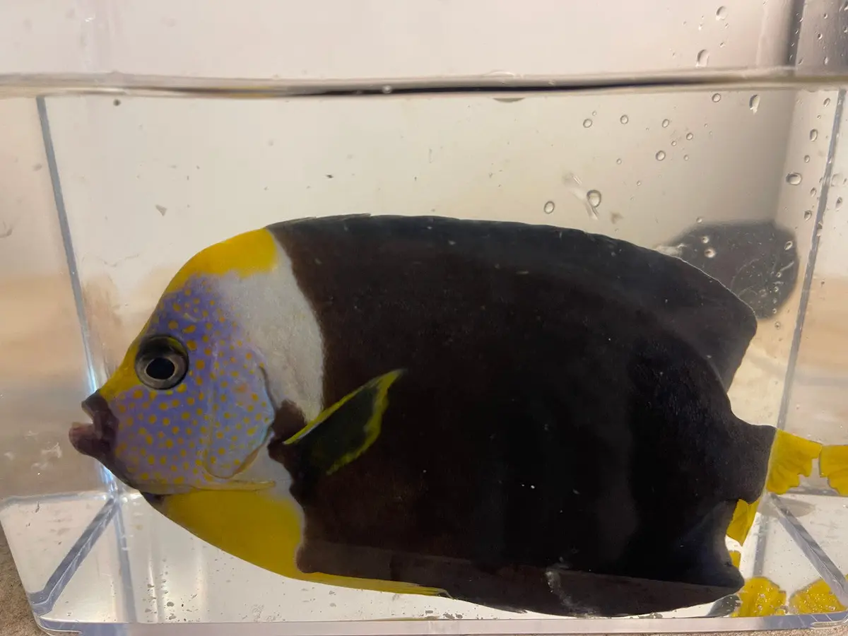 Personifer (Meredithi) Angel-10” Male 1