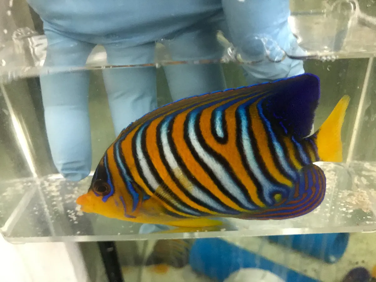 Regal Angel (True Red Sea)-4" Misbar 2 1
