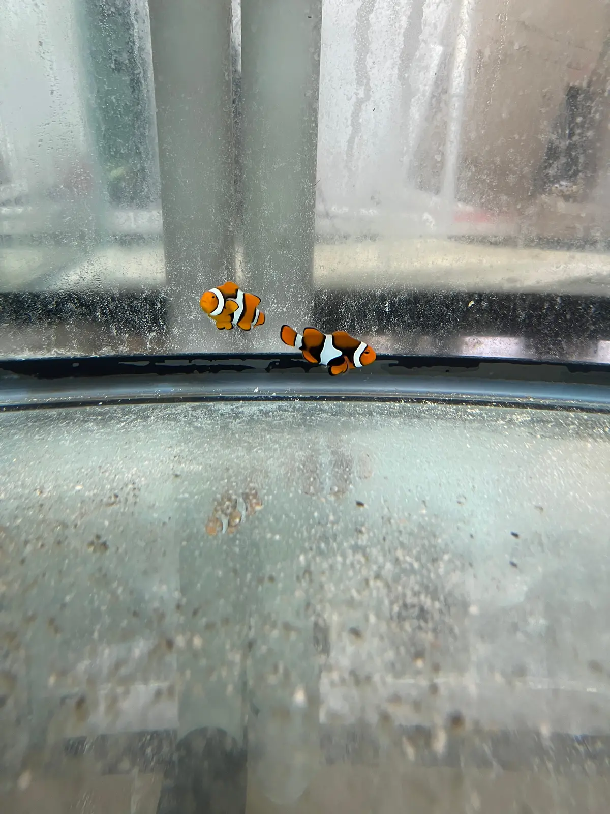 Premium Captive-Bred True Percula Clownfish Pair - Image 8
