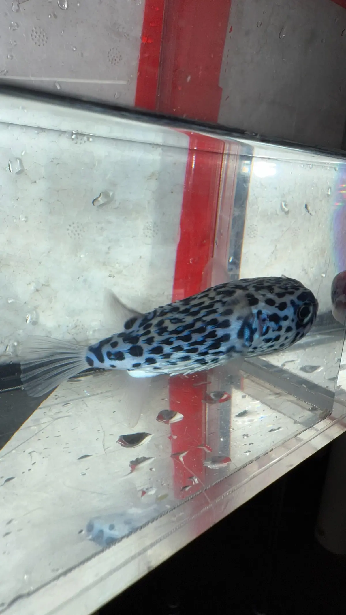 Pelagic Porcupine Puffer | Diodon Eydouxii (2-3") 1