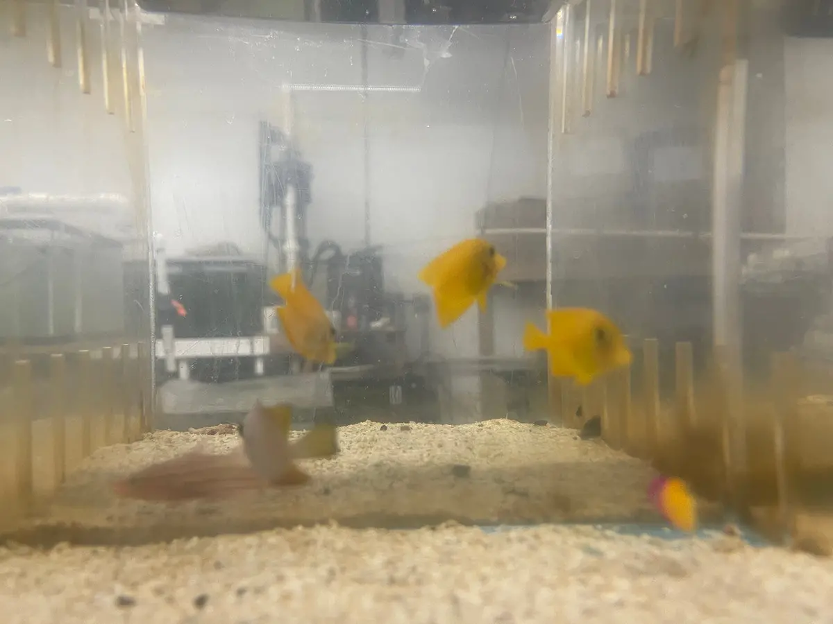 Juv Blue Spot Bristletooth Tang (1-2") 1