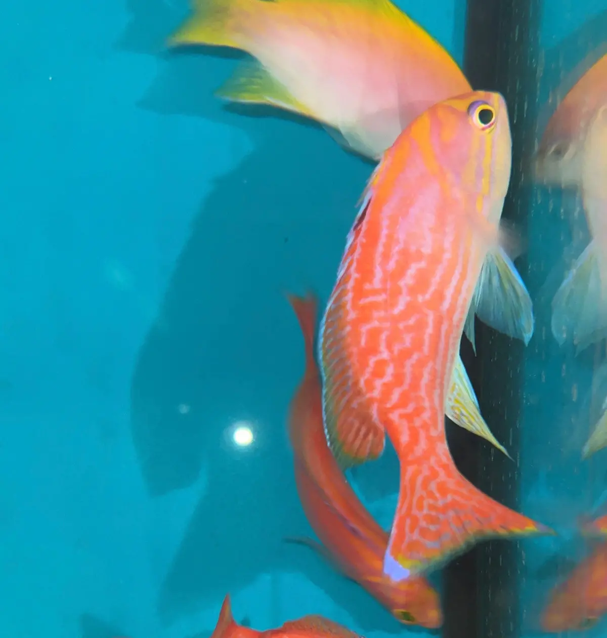 Bimaculatus Anthias-Male 1