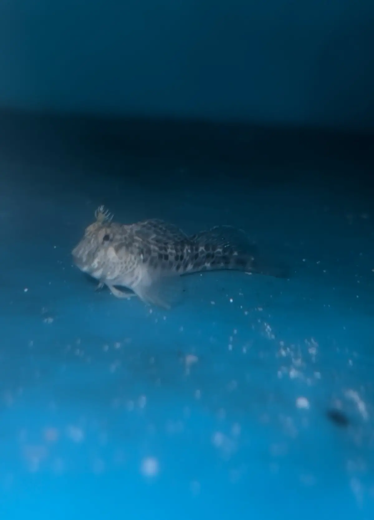 Horned Blenny -Parablennius Intermedius 1