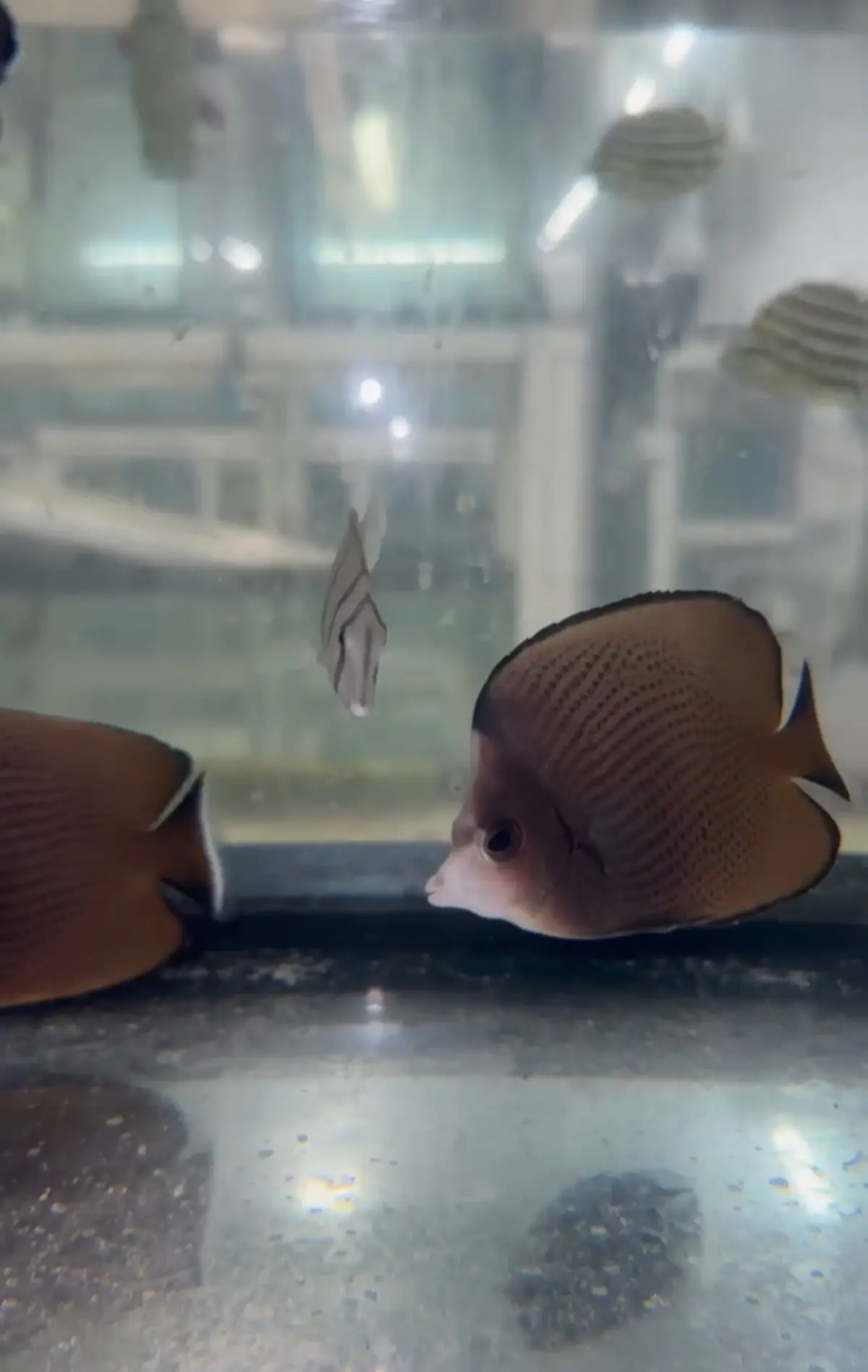 Black-Spotted Butterflyfish | Chaetodon Nigropunctatus 1