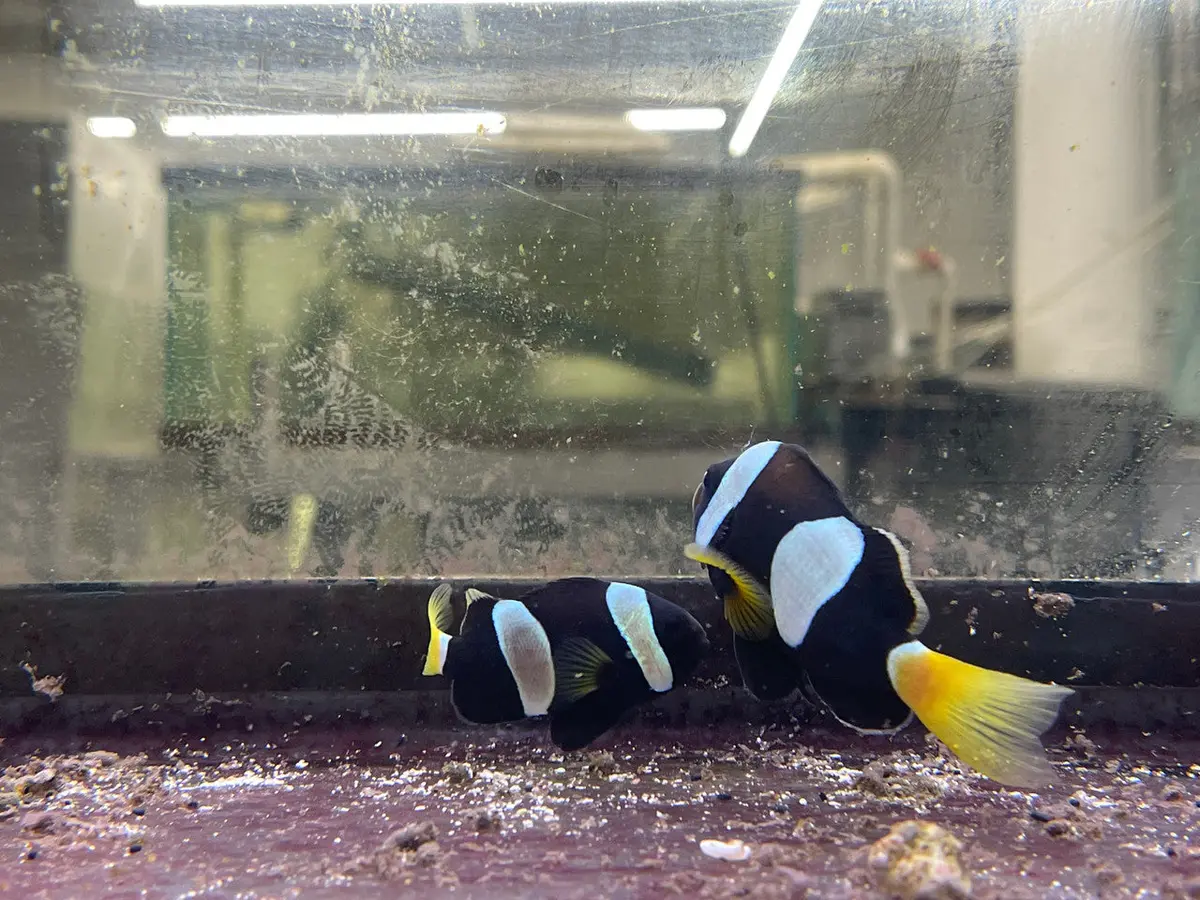 Western Australian Milli Clownfish Pair (A. Milii) 1