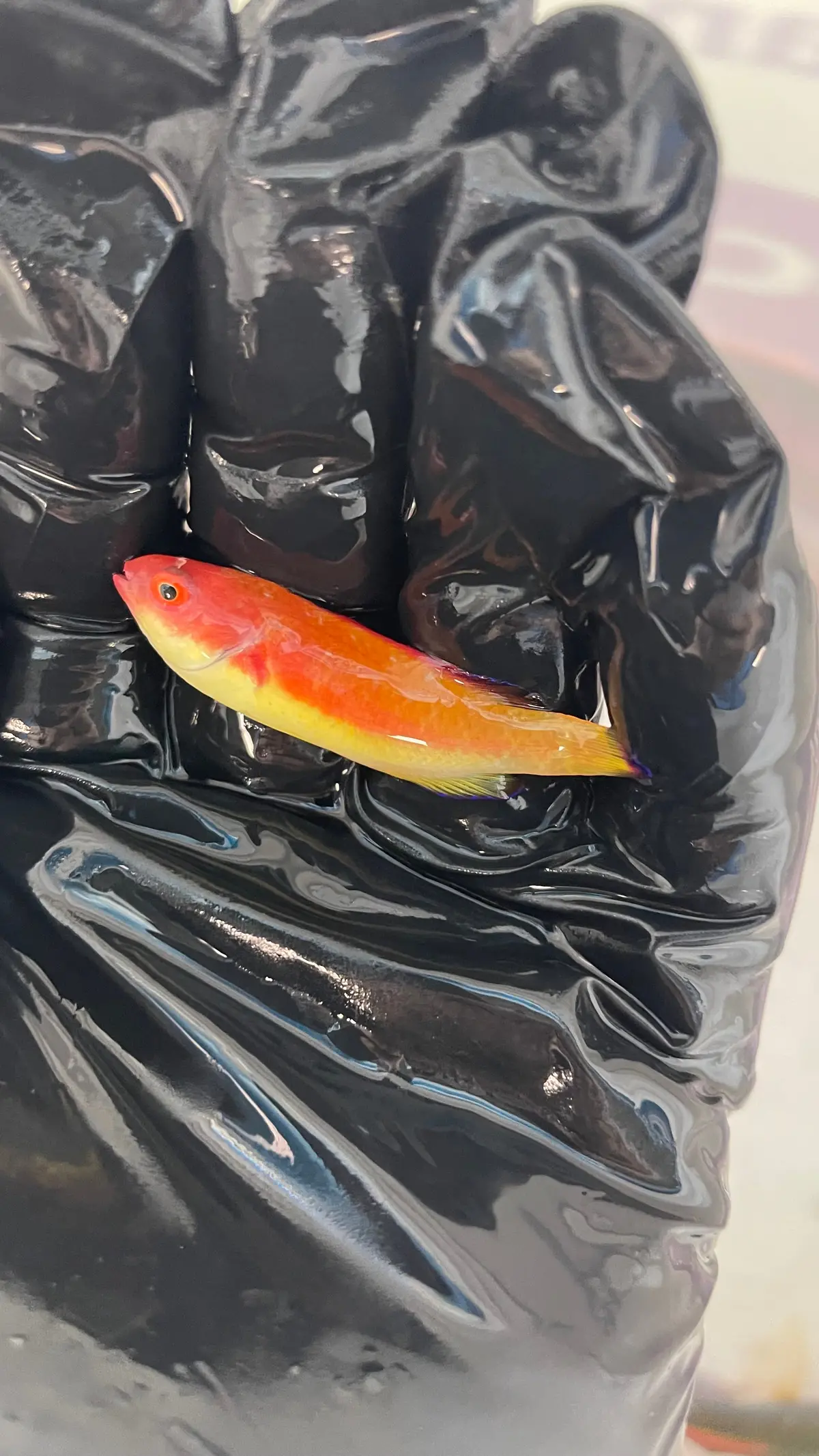 Australian Hooded Fairy Wrasse (Pair)| Cirrhilabrus Bathyphilus) 1