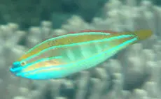 Three Line Rainbow Wrasse-Pair 1