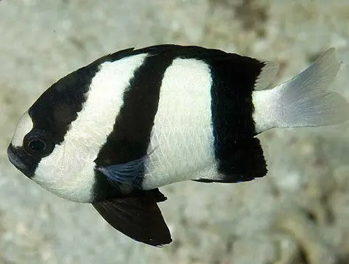 3-Stripe Damsel 1