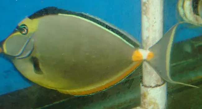 Naso Tang Streamer Male (11-12") 1