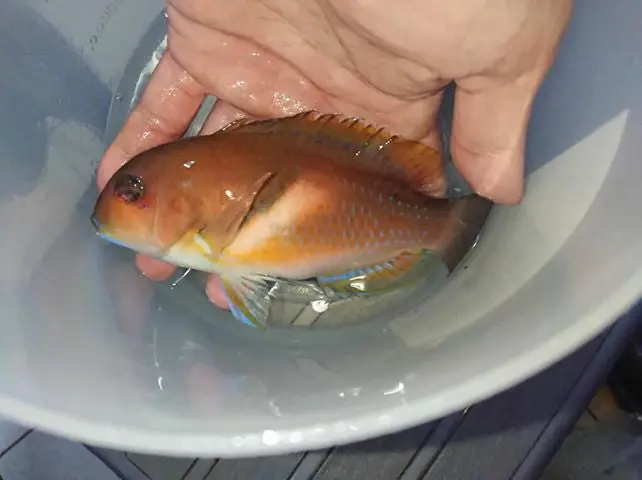 Scarbreast Tuskfin | Choerodon Azurio (6”) 2