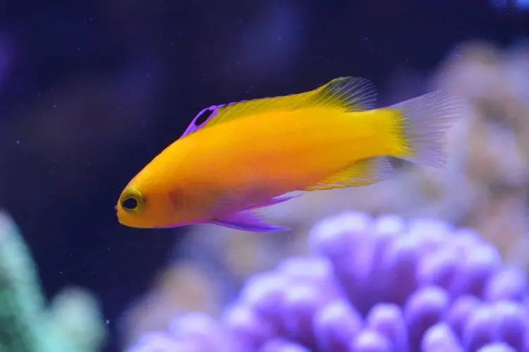 Golden Cuban Basslet (Gramma Dejongi) 1