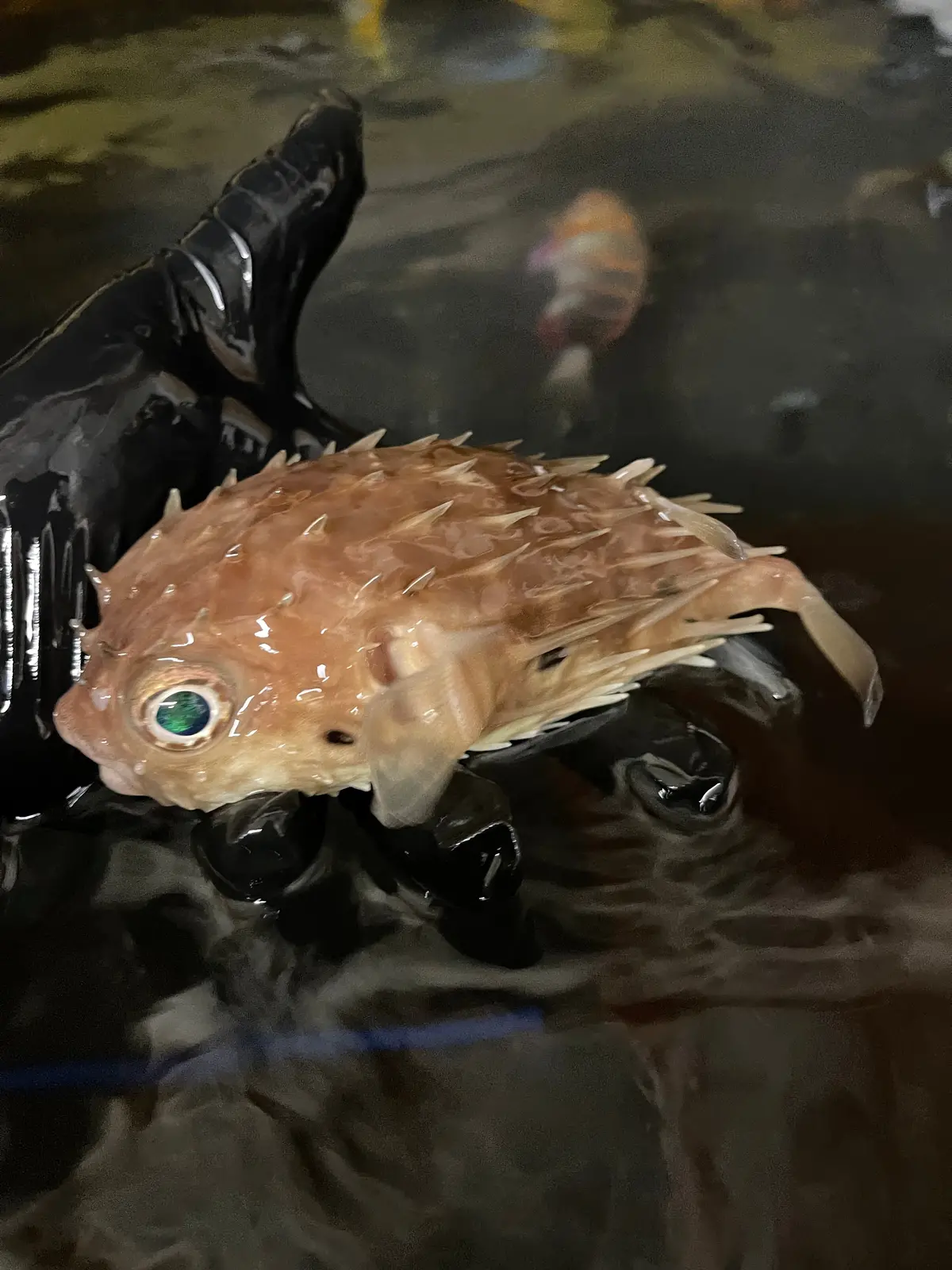 Australian Red Eye Porcupine Puffer (6") 1