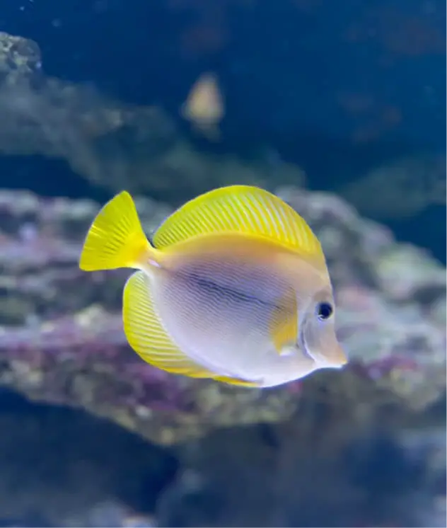 Yurple Tang (Zebrasoma Xanthurus X Purple Hybrid)*Rare* 1