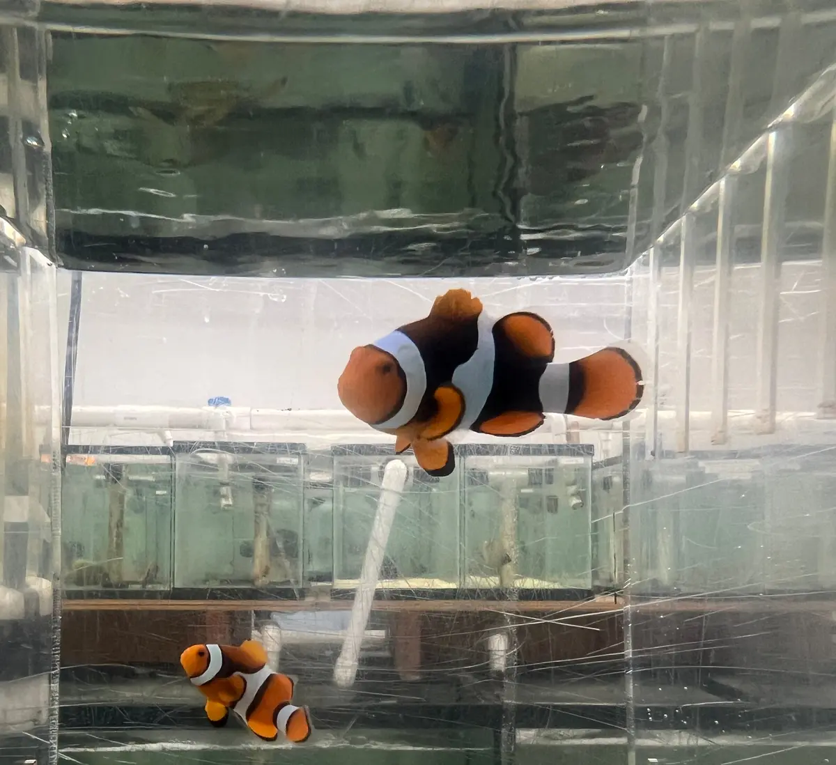 True Percula Clownfish Pairs- #1 7