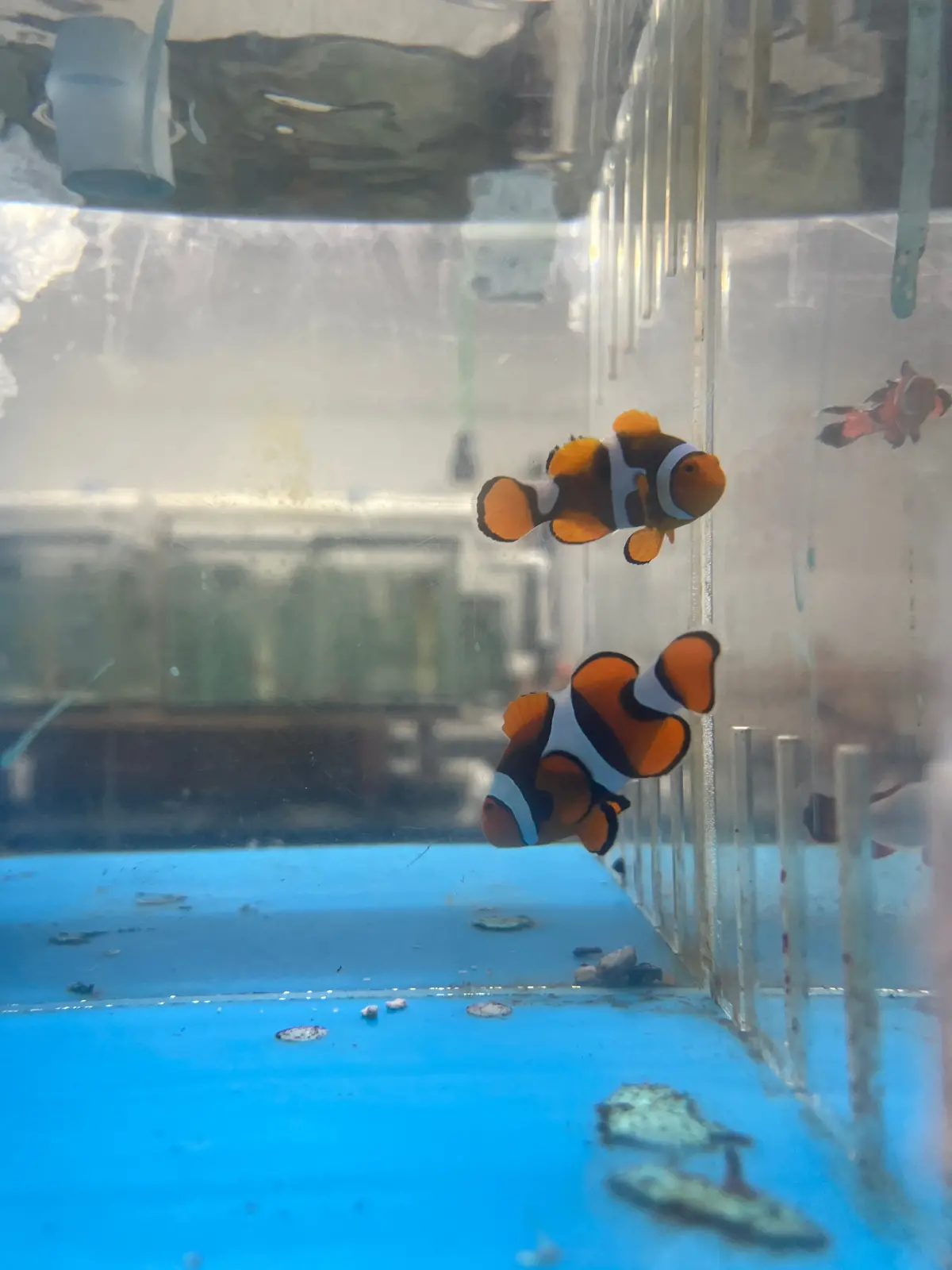 Premium Captive-Bred True Percula Clownfish Pair - Image 7