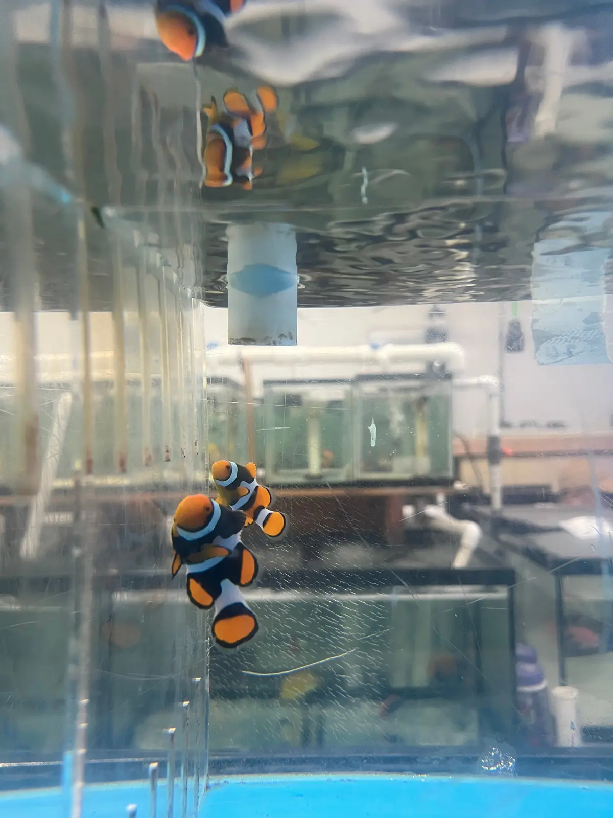 True Percula Clownfish Pairs- #1 8