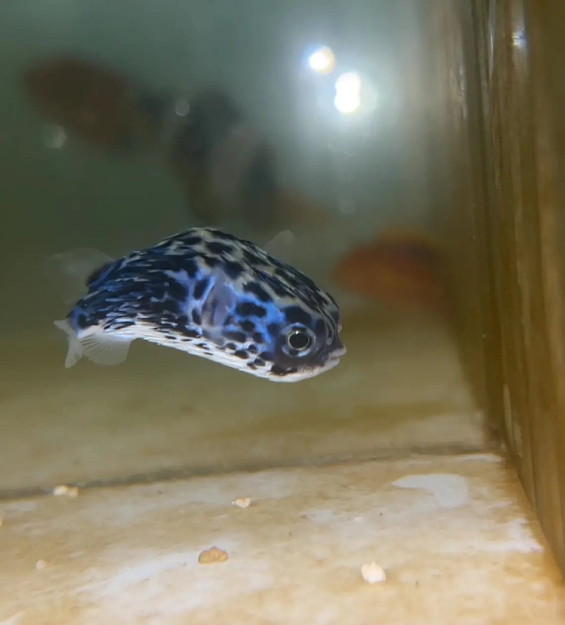 Juv Blue Pelagic Porcupinefish 1-2”|| Diodon Eydouxii 1