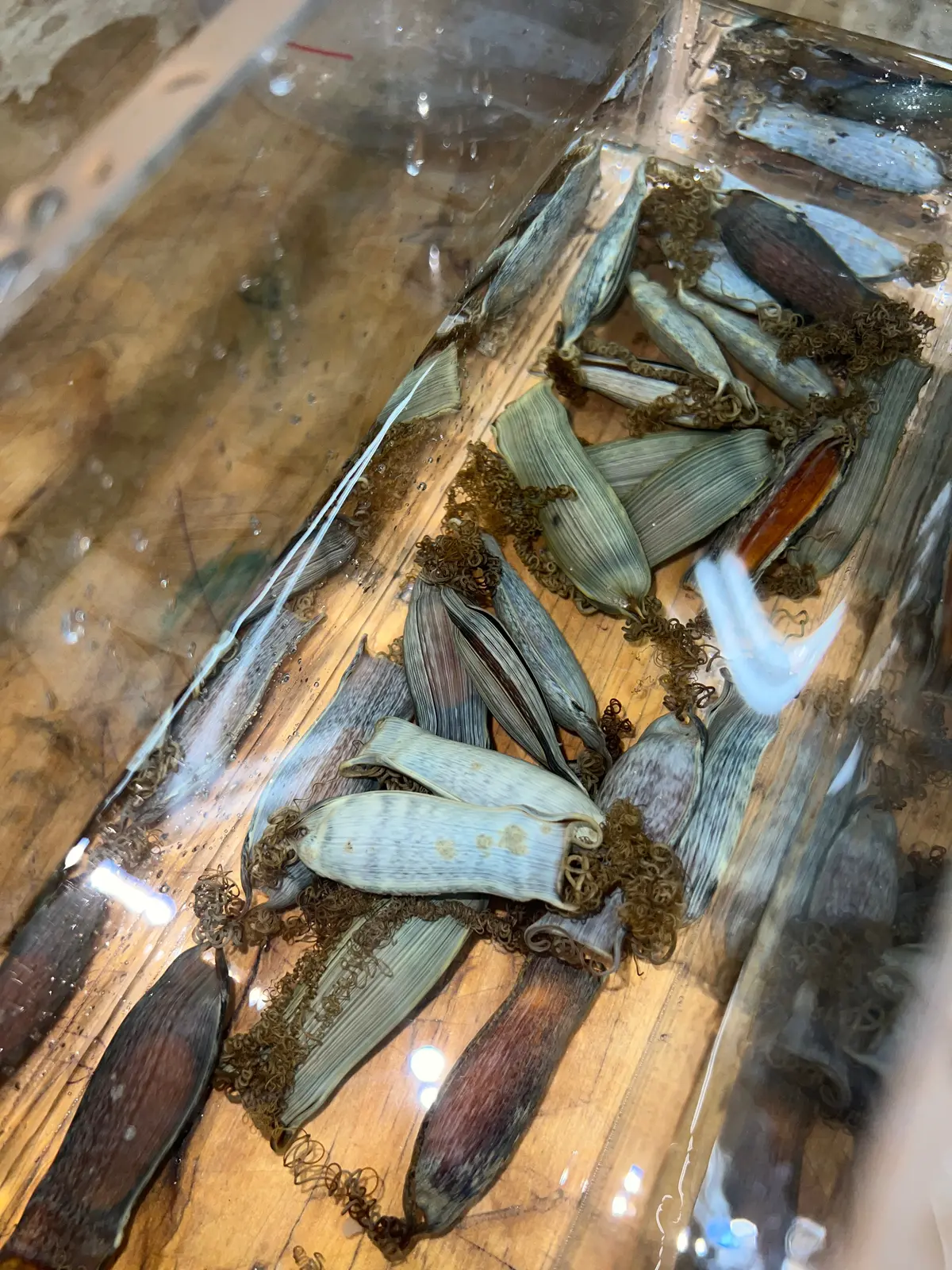 Scyliorhinus Tokubee - Shark Egg 1