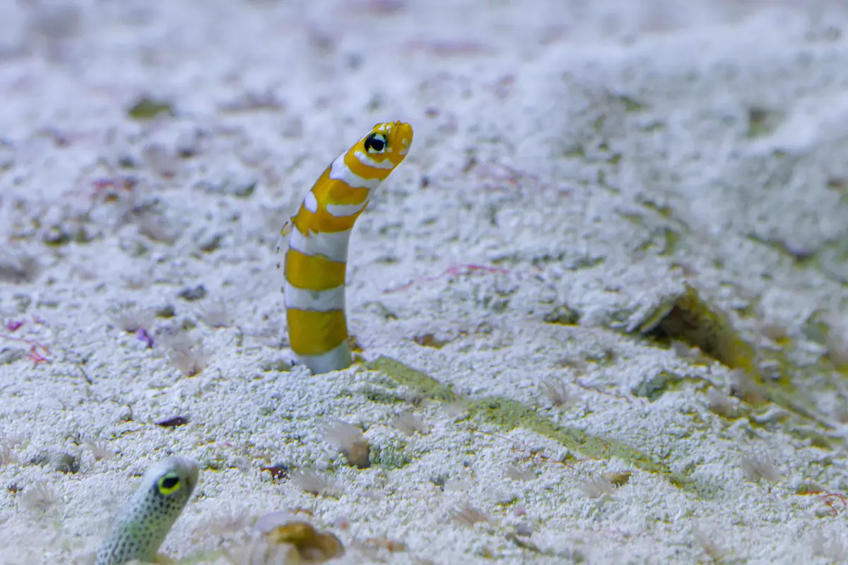 Splendid Garden Eel - Gorgasia Preclara 1