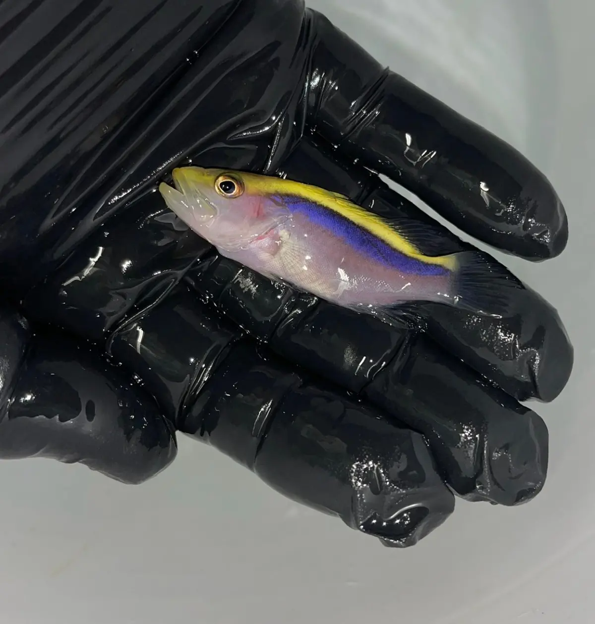 Blue Ribbon Soapfish - Aulacocephalus Temminckii 1